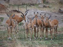 Male impala with his "harem."