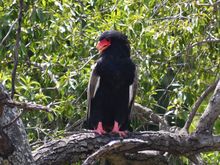 A bateleur - for which the camp is named.
