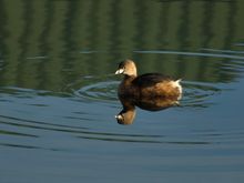 Pied billed Grebe bleeding plumage