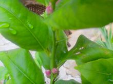 Buds on the baby lemon tree
