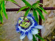 Gorgeous...and then the heat killed it