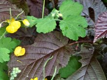 Buttercups (?) everywhere