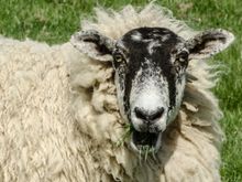 "WOT YOU MEAN, THEY NEVAH GAVE OLE 'GOTHLAMM' ANY MONEY FOR 'IS WOOL? BLOODY HELL!" 