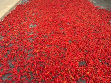 Senise peppers, drying after harvest