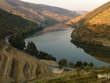 The quinta's vineyards