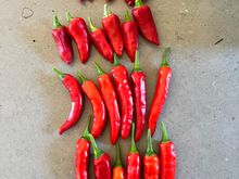 Fish chilis on top; cayenetta on the bottom