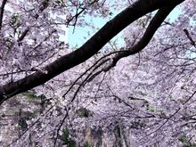 Meguro River