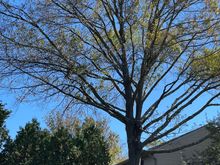 Good bye dear friend. You have given us much pleasure. Monday you will be gone. Thank you. 