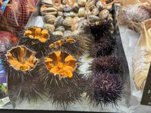 The spiny creatures are interesting.