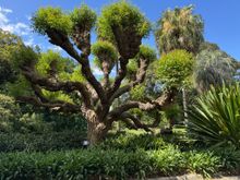 I love this uniquely shaped tree!