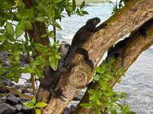Neighbor in tree by pool
