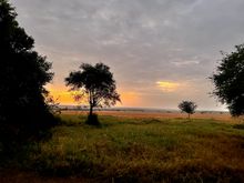 View of the Masai Mara from our tent at Bateleur Camp