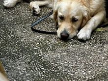 This pup was patiently waiting for his owners to eat their lunch.  My dog would never do this.
