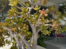 Succulents everywhere...make mine back home look pathetic!!!