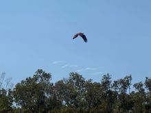Brahminy Kite on the Tweed River