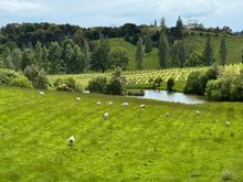 Gravity Cellars Vineyards