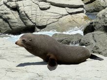 Don't get between the seals and the sea - otherwise, they will feel cornered and will attack