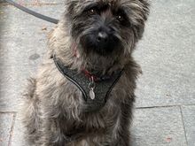 A Cairn Terrier called … PERCY 🤗