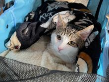 For Florida. The bonnet was taken off so I could get a “better picture.” I really wanted the bonnet to stay on. The cat was touring Southwark Cathedral that day, as was I. This cat’s name is Bertie. 