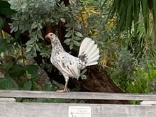 A chicken at our dinner restaurant last night. DH called it Chicken von Braun because it lifted off vertically at great speed to roost in the tree above!