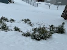 Lots of branch piles. My neighborhood is called Evergreen Park. Evergreens don't like heavy sticky snow.