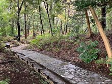 Meandering path through the woodland