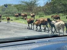 Goats in the road