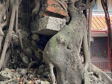 Love how the branches wrap around the bricks! 