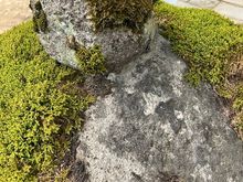 Hida Kokunbunji temple - mossy stone