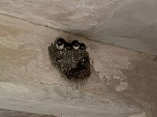 Some baby swallows in a nest in one of the rooms.  I was told the Castle is kept open to let the swallows come in