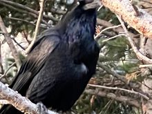This noisy guy was hanging around a rest stop.
