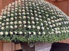 This entire dome of chrysanthemums was cultivated from a single plant over the course of a year.
