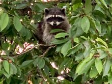 our backyard bandit up our cherry trees having a feast.
