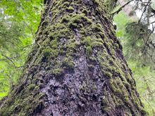 Little moss "bumps" going up the whole tree.