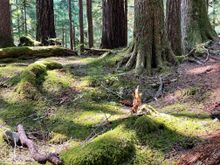 The whole floor is covered in moss.: