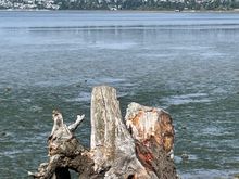 Yup, that's Vancouver just across the water.  It's funny because we, personally have this idea of Canada being forests, mountains and bears, yet this very tiny US town looks out over across to a big metropolis.