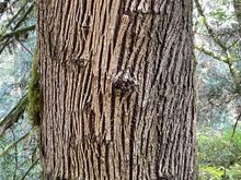 Really interesting bark on this tree, maybe a spruce?  Someone help me!