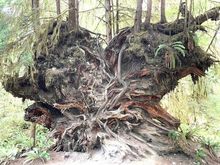 This is the root system of a tree that has fallen over, who knows how long ago.