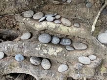 Lot's of people have left their names on rocks and put them on the roots
