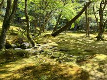 Moss at Ginkaku-ji