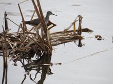 A Common Snipe, bigger than the Sandpiper.