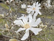 Magnolias 