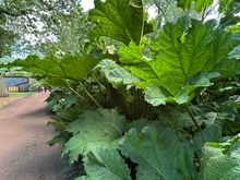 Royal Botanic Garden Lushness