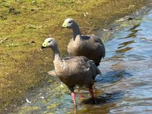 Cape Barren Geese