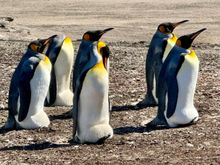 The beautiful King penguins are also part of the colony 