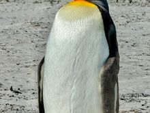 King penguin 