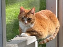 My responsibility this week. Zoom in, I think his thoughts are “Do not point that phone camera in my face again Grandma.”