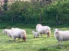 Lots of sheep in all the fields