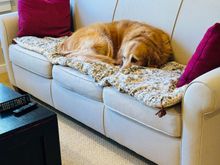 Lily watching the Montana State game in our bedroom. Go Bobcats!