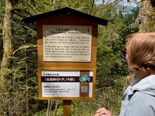 Sign explaining the story behind this "Baby-bearing Horse Chestnut" tree